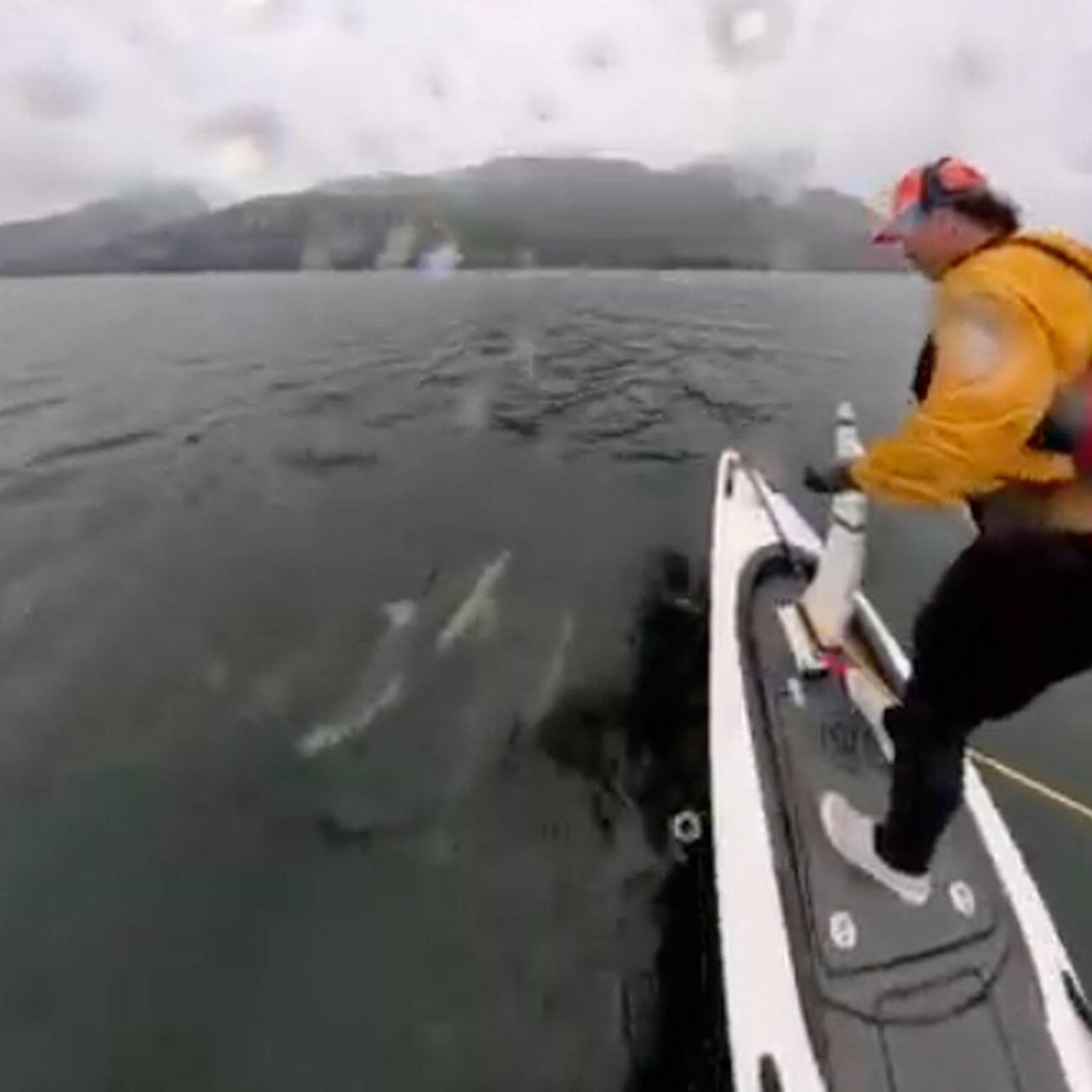 B.C. man in close encounter with dolphin pod while shooting video with watercraft